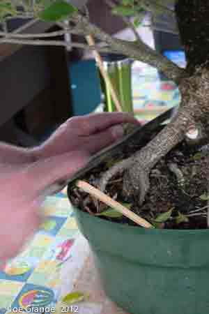 removing upgrowing root